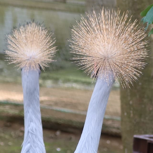 「鳥を撮っていたはずなんですが・・・」まるで花火のような鳥の後頭部ショットが話題に