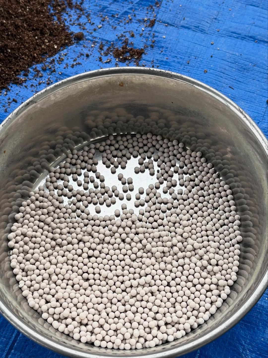 元プロ野球選手・石橋良太があの野菜の種まき！育ったらキムチを作る予定！？