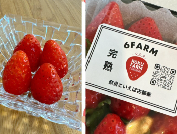 小倉優子、家族で感動「今まで食べた苺で一番甘い」極上の苺を堪能