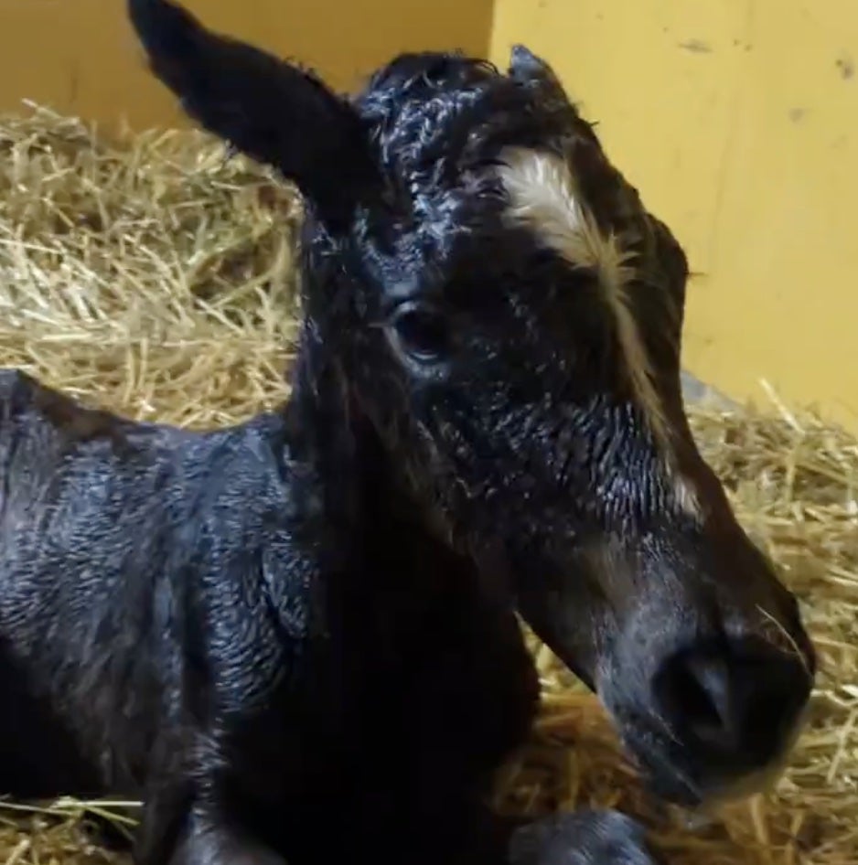 「産まれたばっかりほやほや」子馬の父はあの名馬