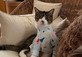 石田ゆり子の“ハニオ日記”に爆笑！ロンパース泥棒たびちゃんにツッコミ殺到！