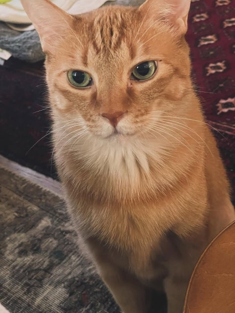 石田ゆり子の「ハニオ日記」。犬たちは山へ、猫たちは都会で、それぞれの夏がはじまった