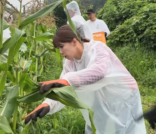吉田沙保里、人生初の「なおもろこし」収穫体験　甘さと瑞々しさに感動