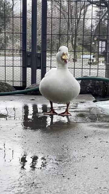 「ホンマ容赦なかった」対照的な2羽のコールダックの動画にほっこり笑ってしまう人が続出!?