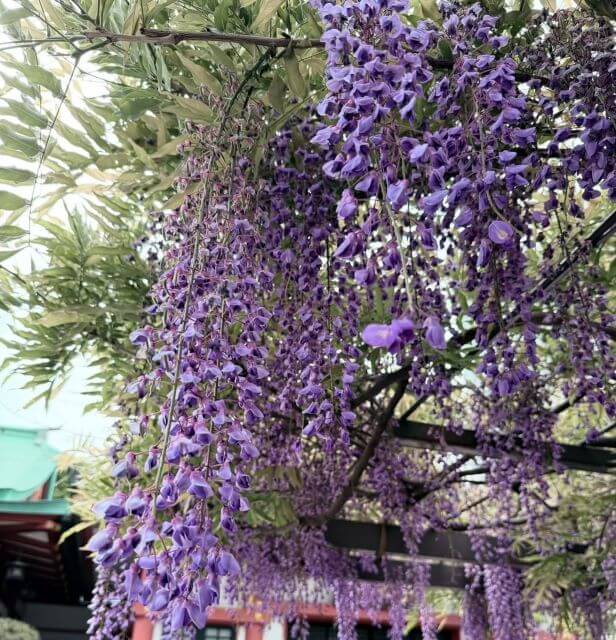 高島礼子、日枝神社でノダフジを満喫。季節の花に癒されたお散歩時間
