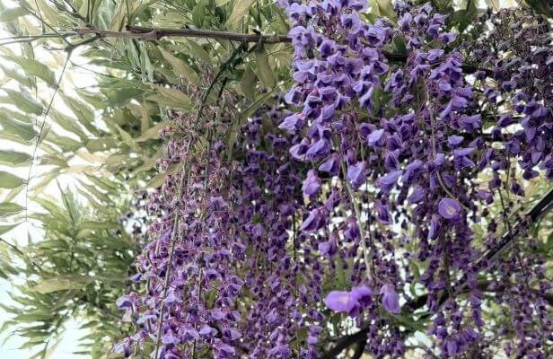 高島礼子、日枝神社でノダフジを満喫。季節の花に癒されたお散歩時間