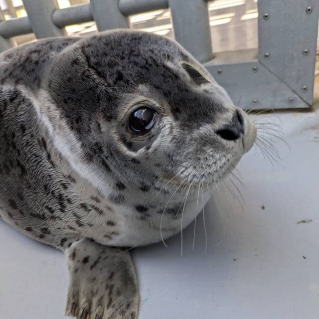 〇〇の練習中ショット！？アクアマリンふくしま、3月生まれのゴマフアザラシがすくすく成長中！