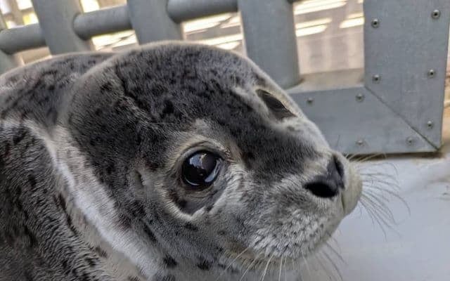 〇〇の練習中ショット！？アクアマリンふくしま、3月生まれのゴマフアザラシがすくすく成長中！