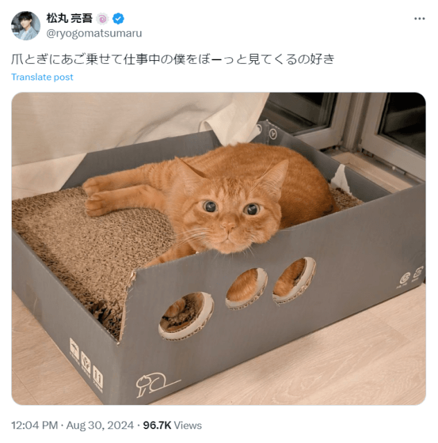 「僕をぼーっと見てくるの好き」松丸亮吾が愛猫との愛らしいエピソードを語る