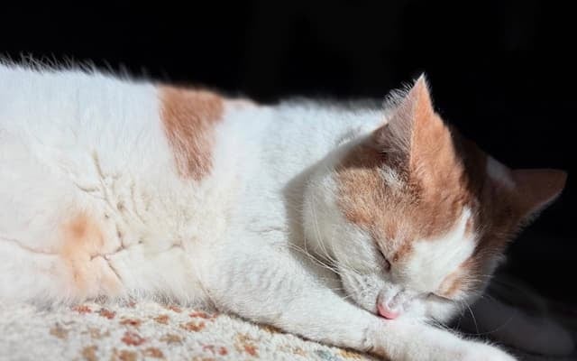 女優・南沢奈央、「鼻のしわが愛おしい」オフショット公開！