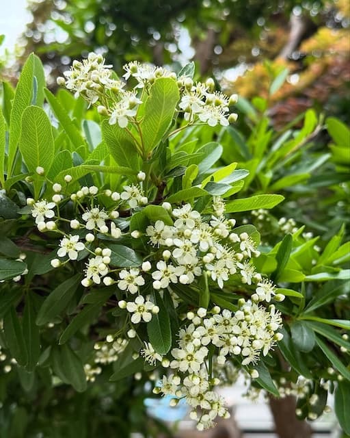 栗原はるみ、ゆっくりできた素敵な土曜日の出来事を報告。