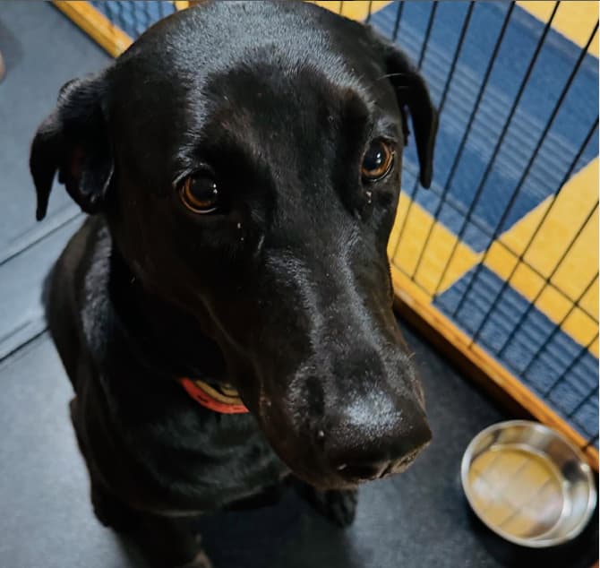 「暑くてたまらないよ！」尾木直樹がラブラドールの気持ちを代弁！？