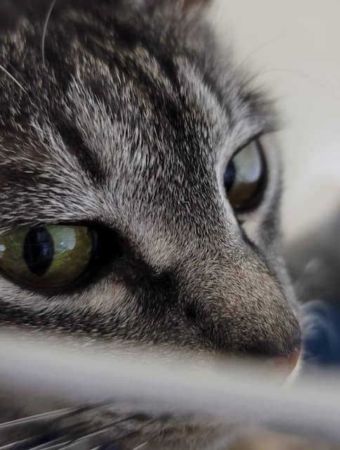 声優・蒼井翔太が飼い猫の写真をアップ「イケメンすぎ♡」