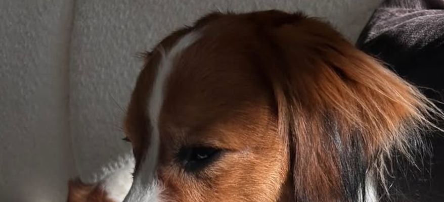 「お留守番えらいね！」大谷翔平の愛犬