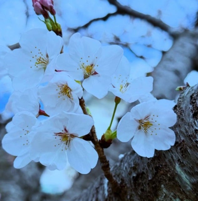 「あっという間に時が過ぎていく」相川七瀬の新学期が始まる！