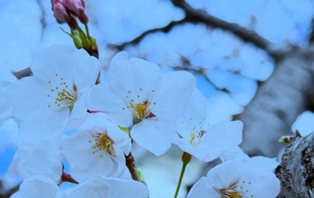 「あっという間に時が過ぎていく」相川七瀬の新学期が始まる！