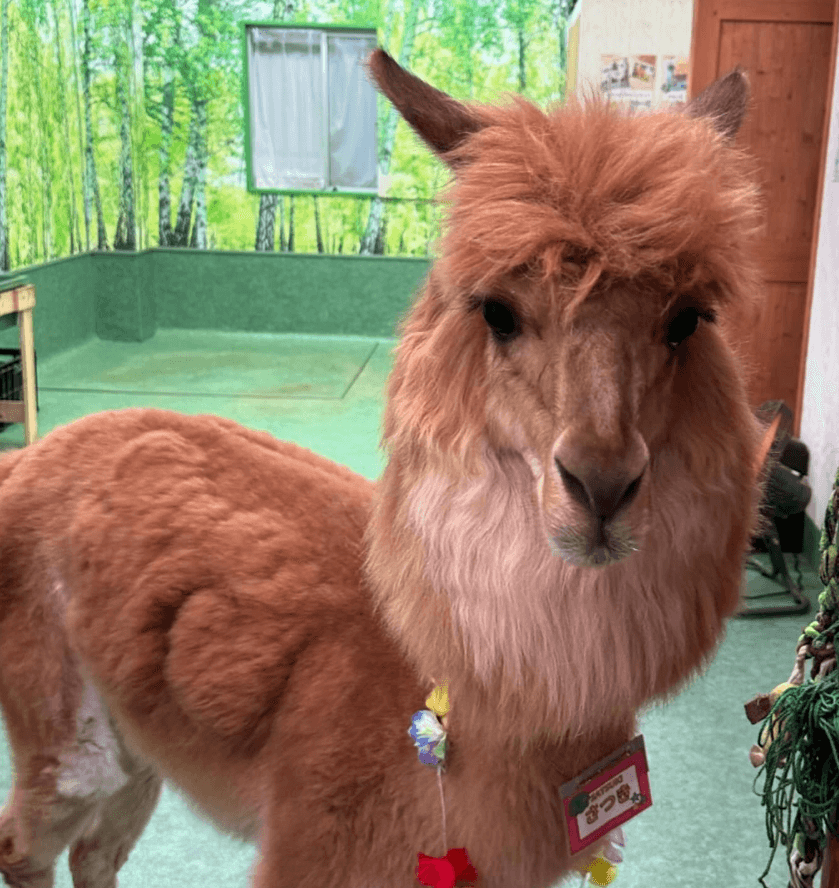 「有吉弘行の『犬。』投稿にファン困惑！ユニークな動物の姿に憶測飛び交う」