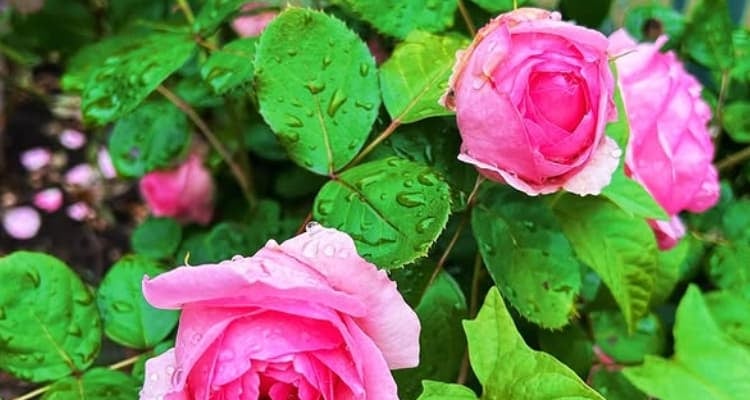 「バラって難しいよね」平野ノラの“花ネタ”が地味に深いと話題に