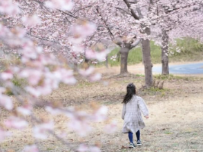 水戸市森林公園の“大漁桜”が見頃に「今月末まで楽しめます」早咲きの春を満喫