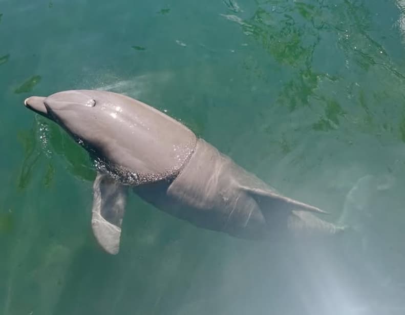 「こんな近くで⁉癒される～」今井翼が奇跡のショット公開！