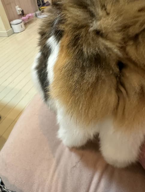 「おしり可愛すぎる」中川翔子が愛猫のかわいいポイントを写真で紹介