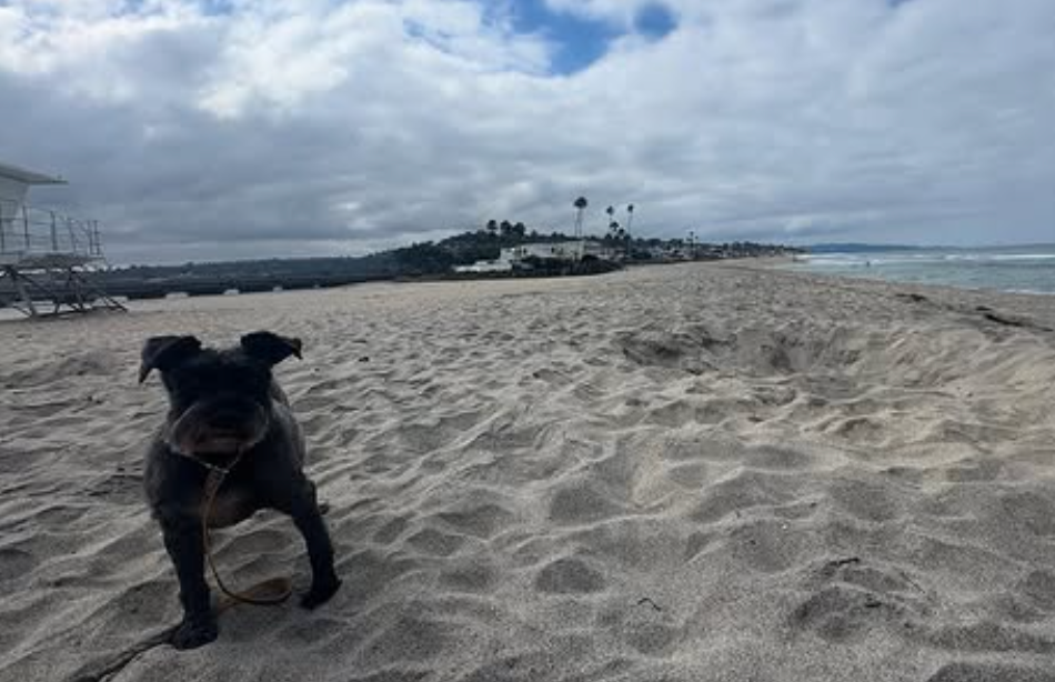 「夏を満喫中」ダルビッシュ聖子、愛犬と過ごす砂浜散歩ショットを公開