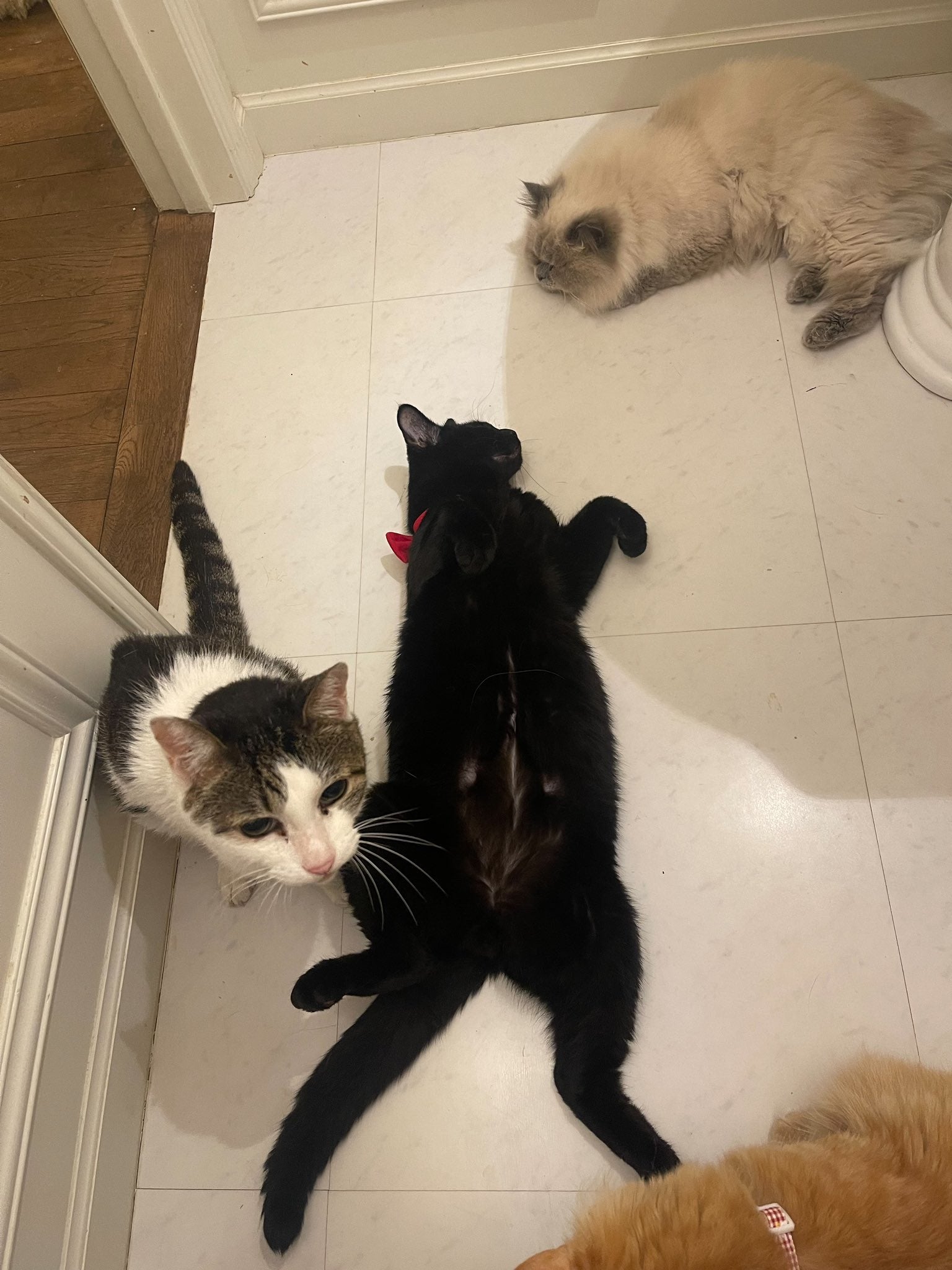 中川翔子の愛猫がまさかの腹筋割れ！？へそ天で露わのおなかにファン興味津々