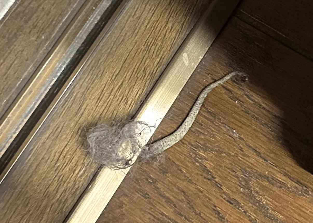 元プロレスラー・武藤敬司、冷蔵庫の横に“魔界”現象？