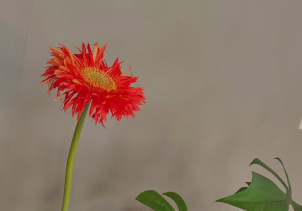 香坂みゆき、晴れやかな週末に小さな幸せを満喫「お花が長持ちしてると嬉しい」