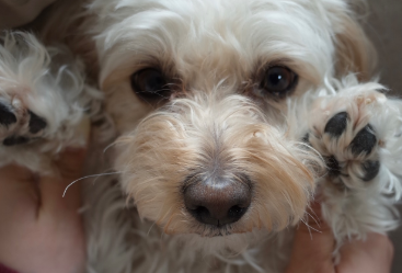 「8枚目の破壊力がすごい！」山田菜々、愛犬“ゆきち”とのラブラブショットに癒されるファン続出