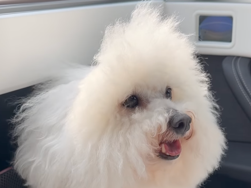 元日本代表・槙野智章、愛犬ぱんとの“出勤風景”に癒されるファン続出