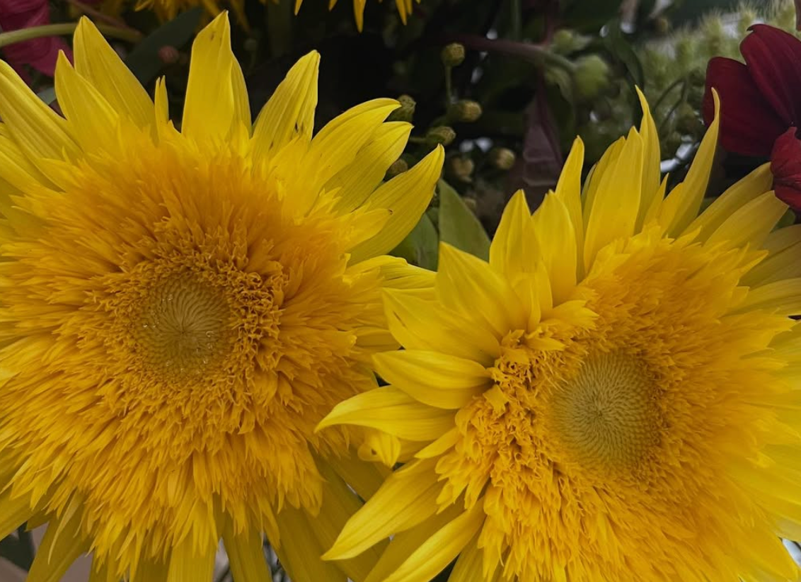 「7月は特別な月」工藤静香、愛犬との思い出と共に綴る“命と向き合うメッセージ”に反響