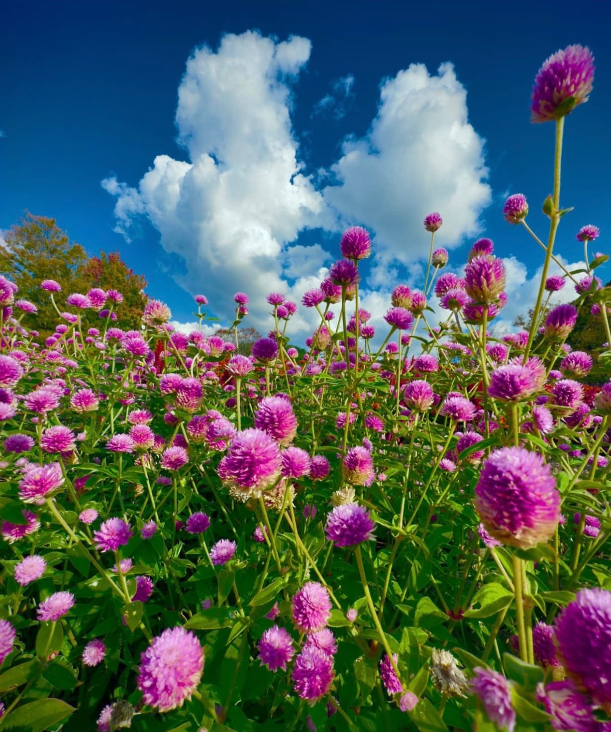 蜷川実花、秋の花の写真を公開！たくさんの素敵な景色に魅了されるファン続々！