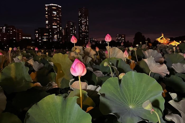 夜の蓮は昼と違う美しさ…有吉弘行が撮る都会の蓮の花