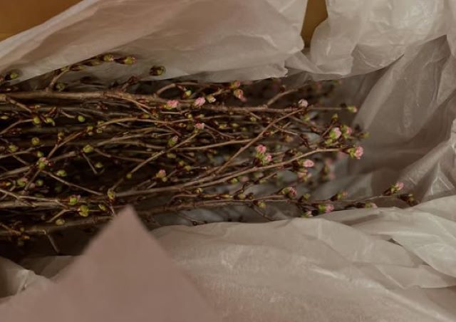 大林素子、南陽市から〇〇〇が届きひと足先に春を感じる