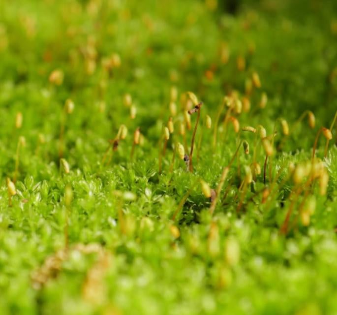 振付師TAKAHIRO、5月の自然を満喫「ウグイスの声、ツバメの姿、苔むした緑」