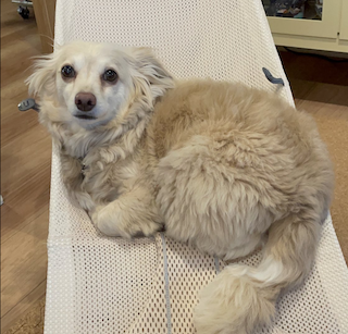 空気階段・水川かたまり 可愛らしい愛犬の写真を公開！