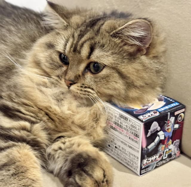 「ぐっすり眠れるって保証はあるんですか！」東雲うみがアムロの名言に合わせて愛猫の様子をシェア