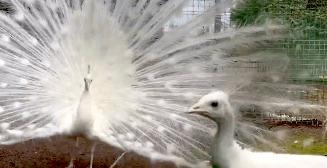 まっ白ボディで猛アピール！でも…クジャク男子の恋、あっさりスルー