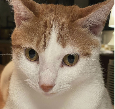 石田ゆり子の“こっちっち”こと石田東風さん、大切にしている品々が話題に！