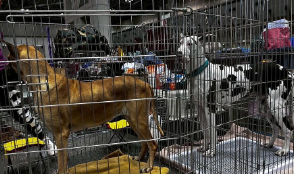 デヴィ夫人がKCサクラ・アニュアル・ショーに登場！美しいワンちゃんたちとの出会いに感動！