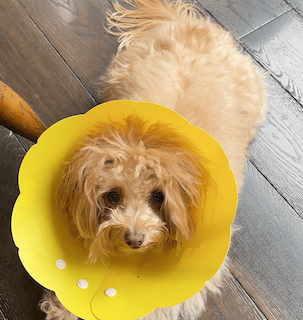 松井稼頭央監督の休養を受け、妻・美緒がSNSを更新「突然のことすぎて…」