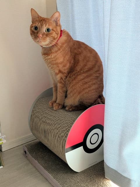 「そんな顔ある！？ｗ」松丸亮吾が〇〇したそうな猫ちゃんの写真を投稿