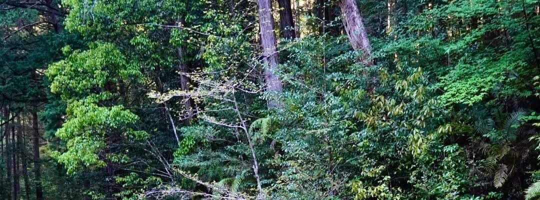 「おいしい空気をいっぱい吸い込んで リフレッシュしてきました」尾形杏奈、愛知の屋久島で大自然を満喫！