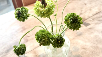 「菜種梅雨ね！」夏木マリが魅せた朝の花ショットに癒される声続々