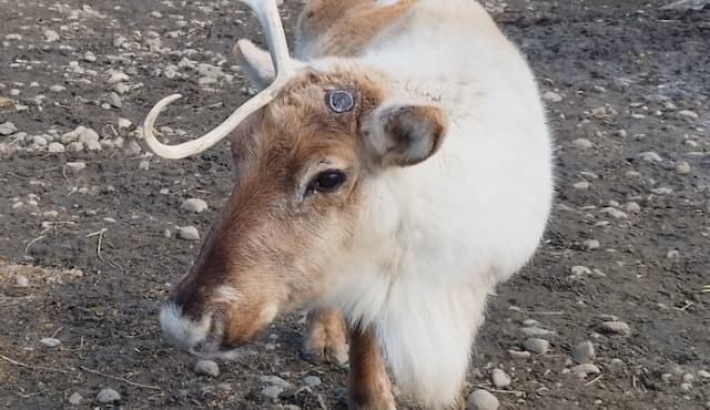 釧路市動物園のトナカイ、春の訪れとともにツノが落下！「さらに大きくなる予定」