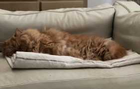 石田ゆり子、「ばびぶー」の近況を報告　隠れがちな4歳のナイーブ期に愛情たっぷり！