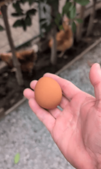 「美味しい卵をありがとう〜」照英、愛鶏三姉妹に感謝のインスタムービー投稿！