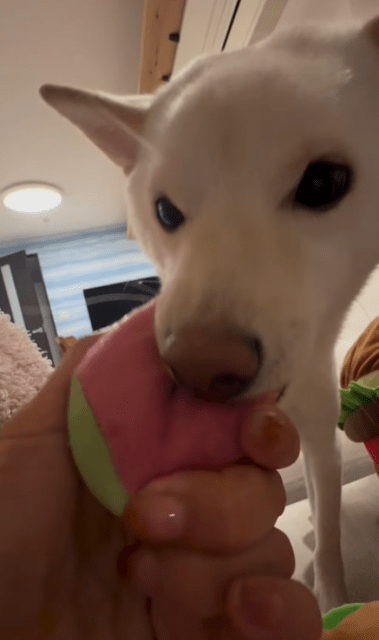 かまいたち山内の「愛犬むぎちゃん」の最近のお気に入りは？