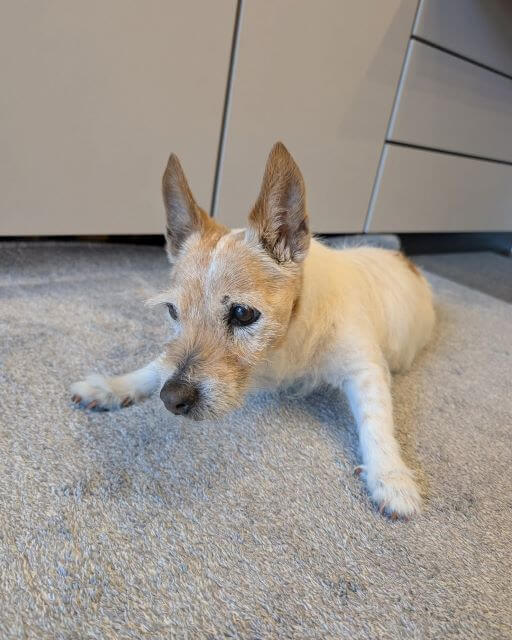 照英の愛犬テン、19歳の奇跡！“食べることは生きること”を体現する日々